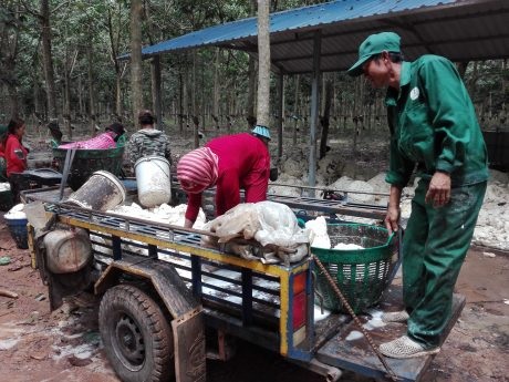 Cạo mủ hai phiên trong một ngày