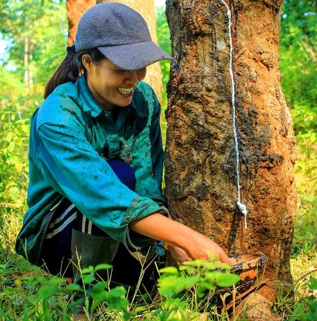 4 giải pháp căn cơ để cao su phát triển bền vững