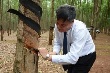 Cao su Chư Păh ra quân khai thác mủ