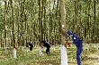 Vì sao hàng loạt cổ phiếu cao su liên tục tăng mạnh?