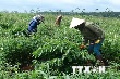 Tập đoàn Cao su Việt Nam sẽ phát hành cổ phiếu lần đầu vào quý 2