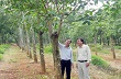 Xử lý vườn cây cao su bị gãy đổ: Kinh nghiệm nông trường Bình Ba