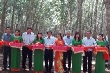 Cao su Chư Sê: Phấn đấu khai thác vượt 3 – 5% KH sản lượng