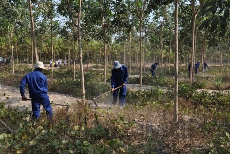 Cao su Chư Sê – Kampong Thom: Nhiều giải pháp chăm sóc vườn cây