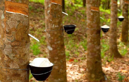Xuất khẩu cao su sang Ấn Độ tăng mạnh 