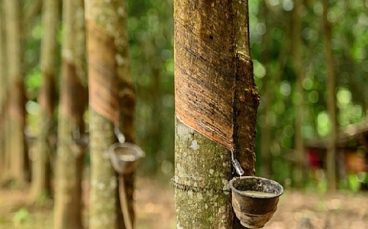 Cổ phiếu cao su thiên nhiên tăng mạnh