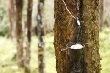 Các công ty cao su Bắc Trung bộ trước mùa mở cạo