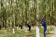 Cao su Việt Nam: Chờ cú “bứt phá” năm 2017 