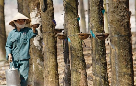 Doanh nghiệp cao su đi bước lùi