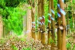 Cao su và cọ dầu có “cứu” được HAG? 
