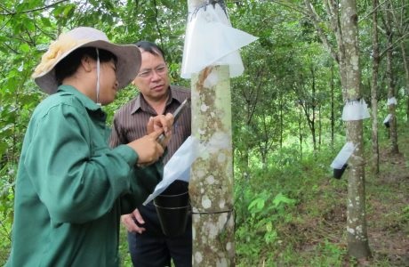 Công ty CPCS Điện Biên lạc quan mùa cạo mới
