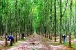 Cao su Đồng Nai: Nhiều giải pháp giữ chân người lao động
