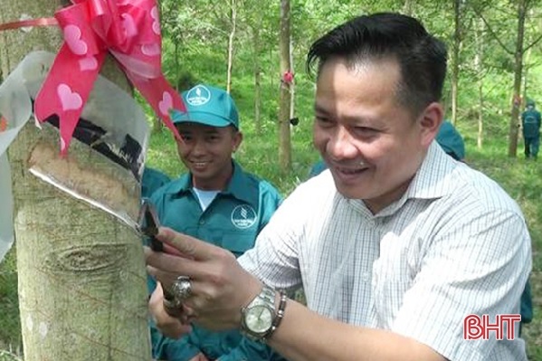 &quot;Vàng trắng&quot; gặp khó, Cao su Hương Khê xin trồng 840 ha keo nguyên liệu