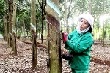 Cao su hồi sinh
