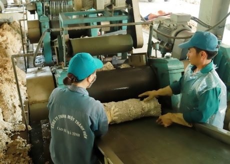 Cao su Hà Tĩnh: Quyết tâm nâng cao thu nhập cho NLĐ