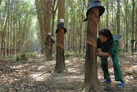Cao su Kon Tum: Hộ nhận khoán giành “Bàn tay vàng”