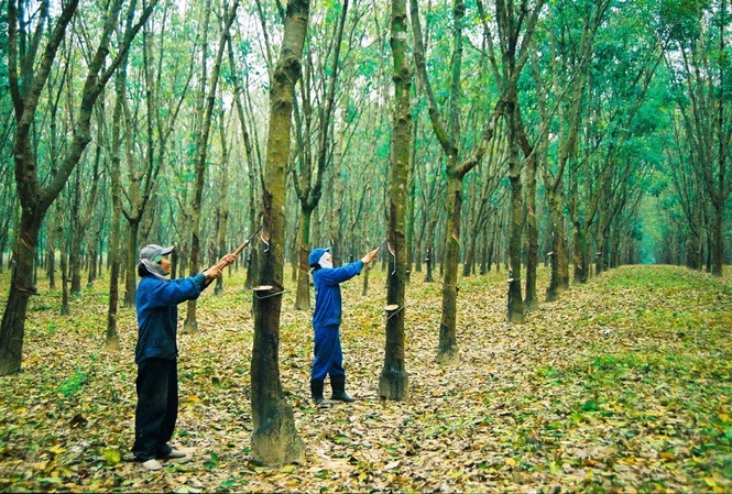 Cao su Kon Tum đạt 50% sản lượng kế hoạch năm