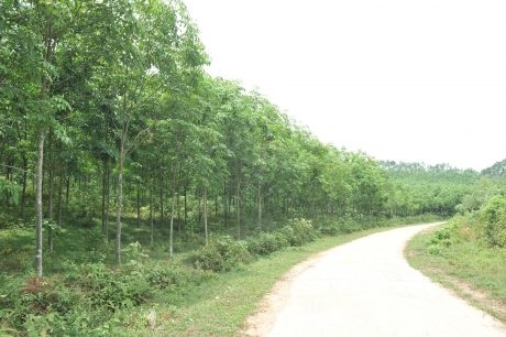 Để phát triển cao su miền Trung bền vững