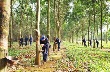 Cao su tăng giá: Ồ ạt tăng diện tích, liệu có ổn? 