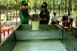 Giá cao su đang trên đà tăng mạnh 