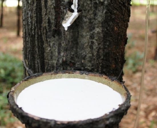 Giá cao su thấp nhất 17 tháng 