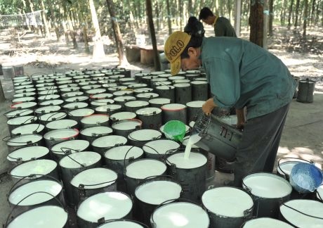 Cao su Tây Ninh phấn đấu khai thác vượt 6% kế hoạch