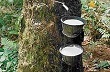 Giá cao su Tocom biến động mạnh trước các tác động trái chiều