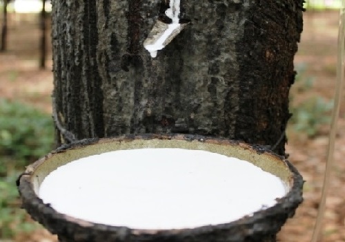 Thị trường cao su tháng 2/2019: Giá mủ tại Việt Nam tăng nhẹ
