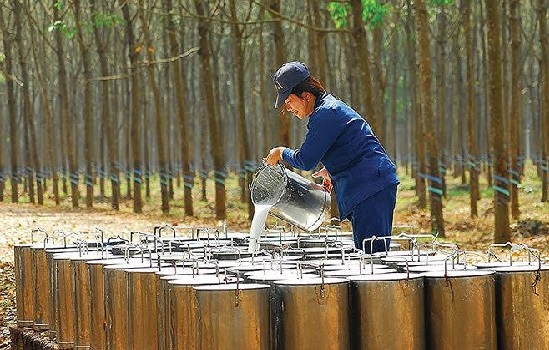 Xuất khẩu cao su tháng 8 tăng mạnh 