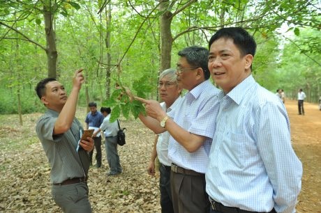 Công tác khai thác mùa cạo mới: Linh động, phù hợp từng vùng, từng đơn vị