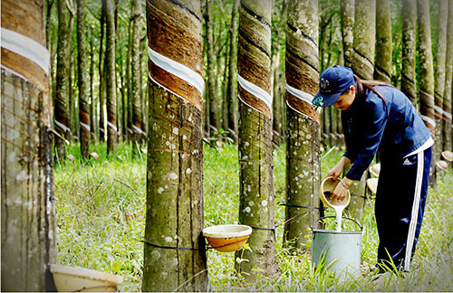 Cao su Phước Hòa (PHR) trả thêm cổ tức 5% bằng tiền mặt cho năm 2018