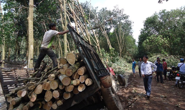 Đóng cửa rừng, giá gỗ cao su tăng kỷ lục 