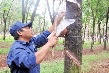 Đủ dinh dưỡng, cây cao su khỏe, cho năng suất cao