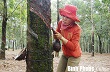 Để Bình Phước mãi là “thủ phủ” của cây cao su