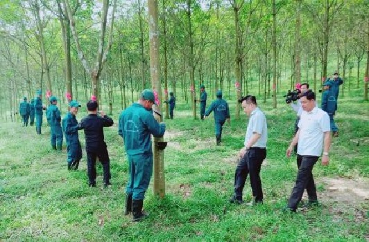 Các công ty cao su miền Trung: Nỗ lực chăm lo đời sống người lao động