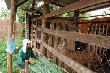 Đẩy mạnh tăng gia