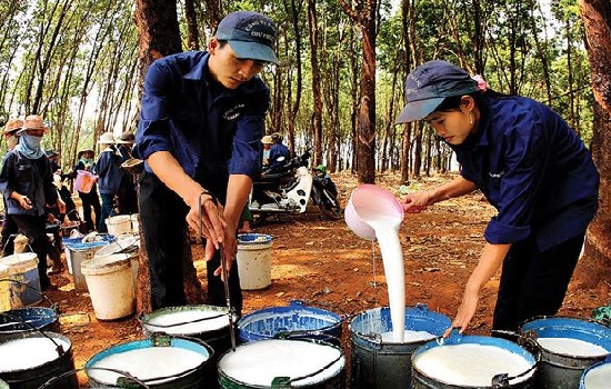 Giá giảm, doanh nghiệp cao su thận trọng hơn