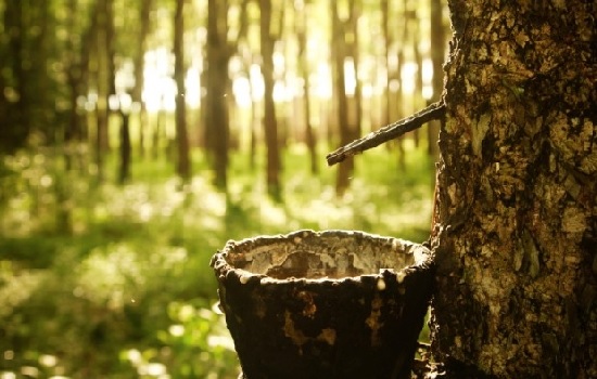 Doanh nghiệp cao su thiên nhiên đặt kế hoạch thận trọng