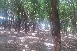 Doanh nghiệp tăng giá mua mủ cao su