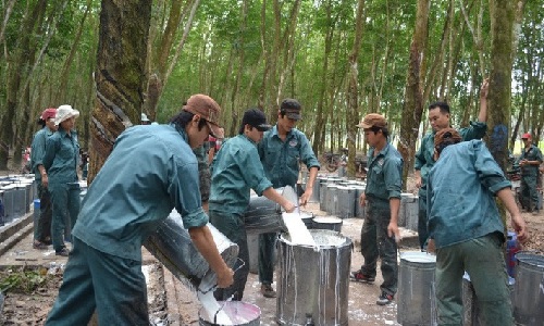 Cao su Đồng Phú thực hiện 73% kế hoạch lãi gộp trong 4 tháng