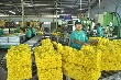Trên 98% sản phẩm cao su Dầu Tiếng đạt tiêu chuẩn xuất khẩu