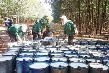 Duyên nghiệp với nghề cạo mủ cao su