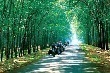 Giá cao su xuất khẩu đã tăng gần gấp đôi năm 2016, dự báo tăng tiếp
