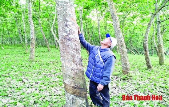 Giá mủ cao su xuống thấp, kéo dài: Người dân muốn chặt bỏ, ngành nông nghiệp khuyến khích giữ