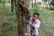 Giá mủ thấp, xót lòng chặt bỏ cao su