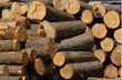 DỰ TÍNH TRỮ LƯỢNG GỔ 