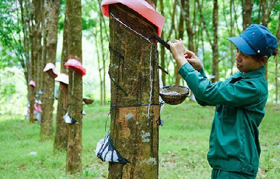Giá trị xuất khẩu cao su giảm mạnh 