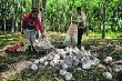 Có thể thâm hụt cao su thiên nhiên tới cuối năm nay 