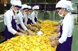 Giá cao su tăng mạnh nhờ đồng Yên giảm 