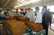 Phát triển cây cao su trên đất Chùa Tháp